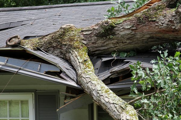 Storm Remediation in Elk River